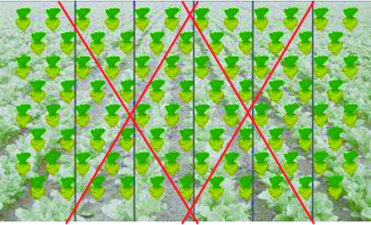 geoseed I